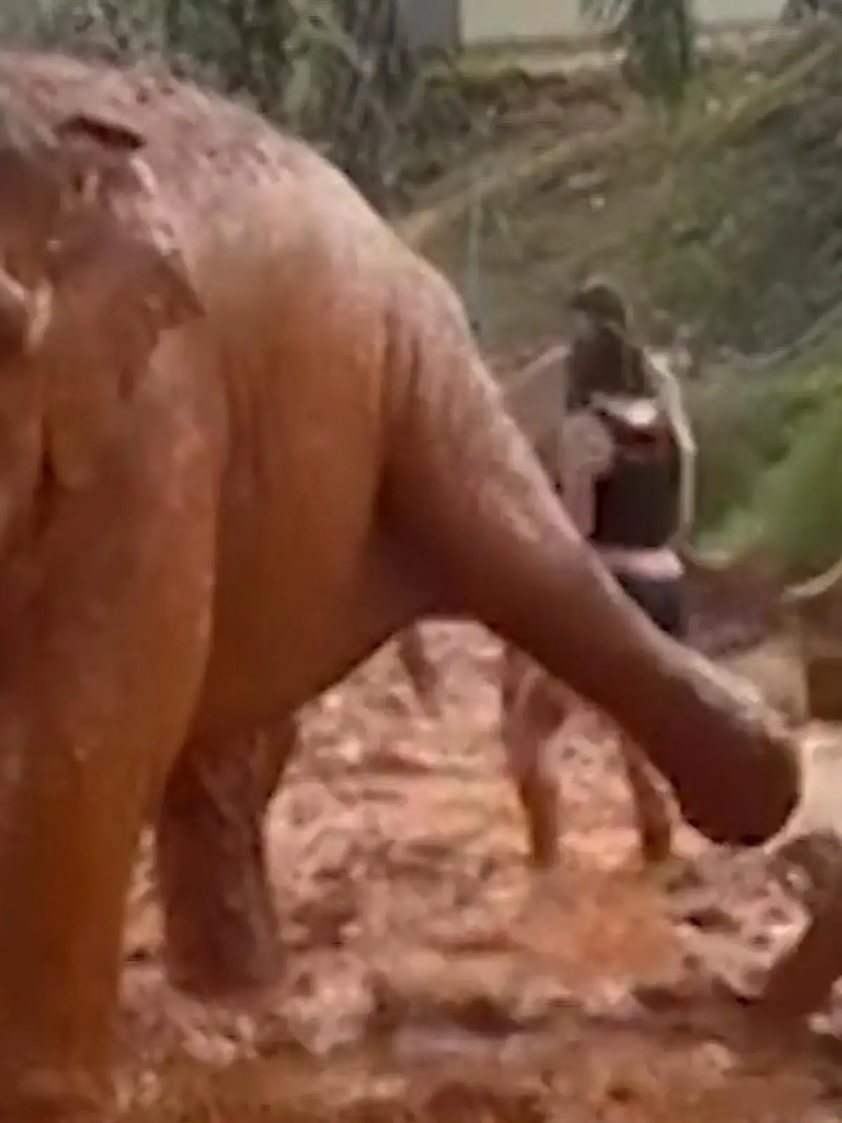 Eine Touristin will einen Elefanten in Thailand mit Schlamm einreiben, als der unvermittelt sein Bein hebt und sie prompt in den Matsch befördert. Ein echtes Schlammassel! Den Elefanten scheint das aber nicht besonders zu interessieren.