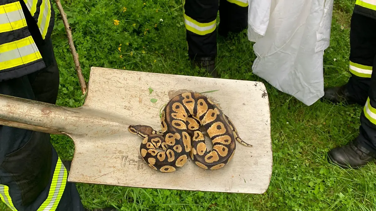 Insgesamt sechs Schlangen musste die Feuerwehr Dersum in kürzester Zeit einfangen.