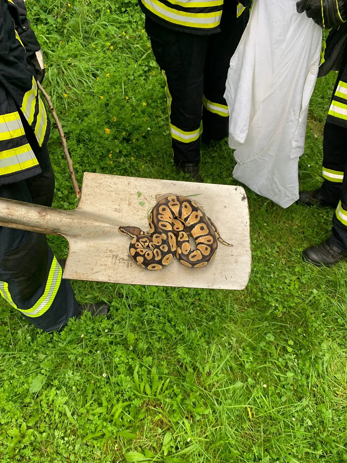 Insgesamt sechs Schlangen musste die Feuerwehr Dersum in kürzester Zeit einfangen.