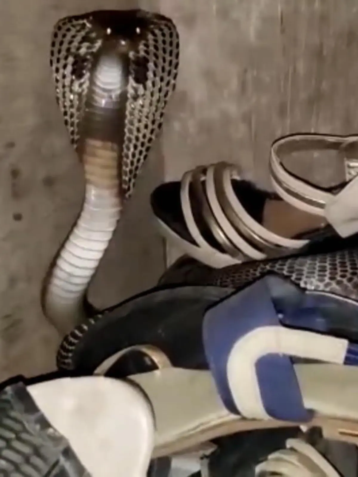 In Indien wurde in einem Schuhschrank eine Kobra entdeckt. Sofort wird ein Experte informiert. Dieser kann die Schlange fangen und sie in die Freiheit bringen.