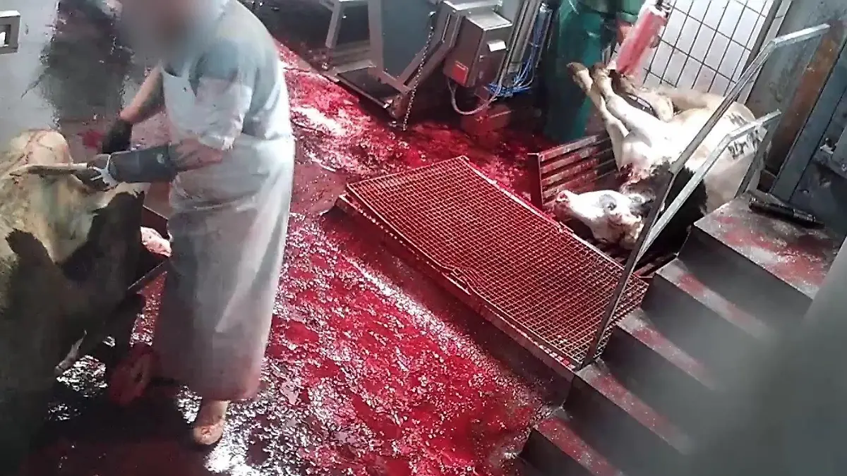 Grausame Aufnahmen der "SOKO Tierschutz": Schlachthof-Mitarbeiter quälen Tiere