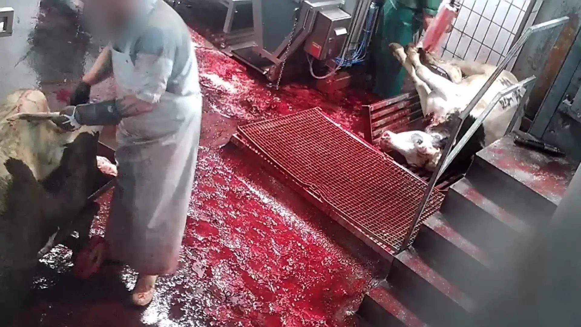 Grausame Aufnahmen der "SOKO Tierschutz": Schlachthof-Mitarbeiter quälen Tiere