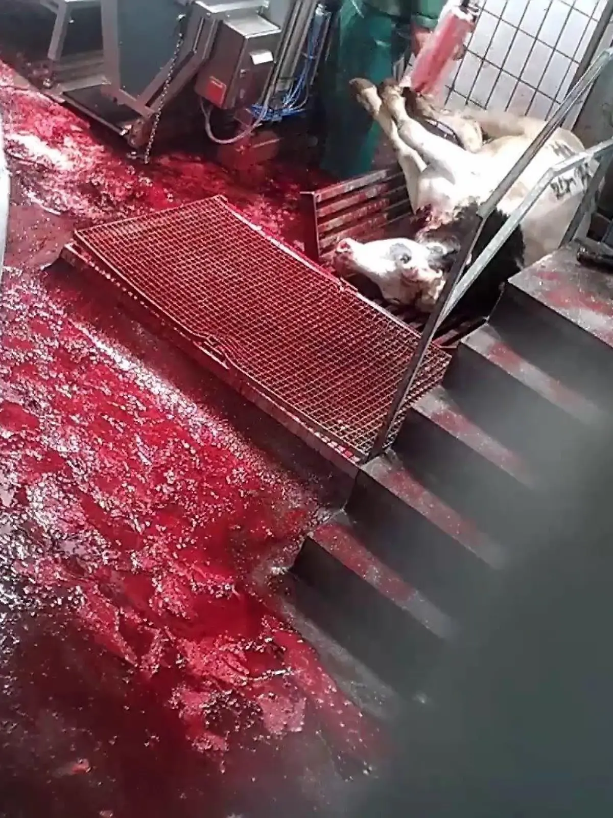 Grausame Aufnahmen der "SOKO Tierschutz": Schlachthof-Mitarbeiter quälen Tiere