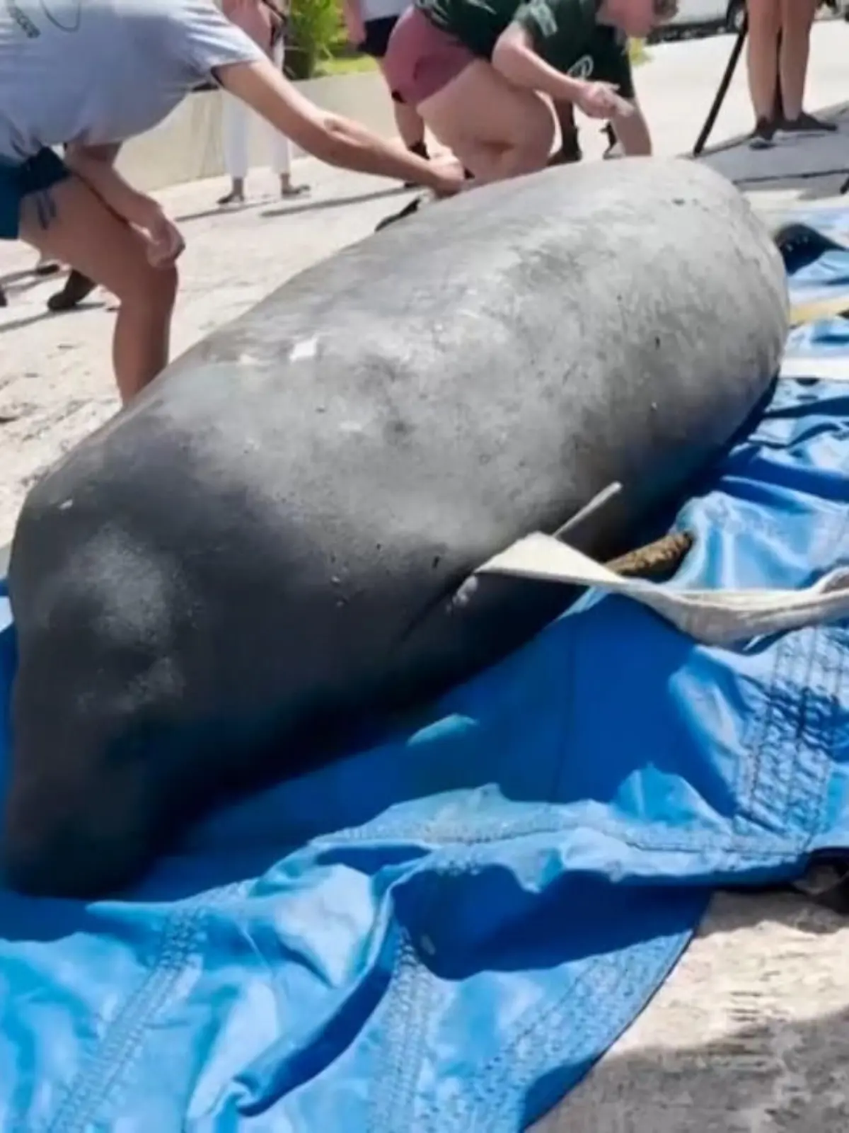 Man könnte meinen, dass Tierquäler diese Seekuh am North Palm Beach in Florida an Land gezogen haben – aber das Gegenteil ist der Fall. Keine Tierquäler, sondern Tierschützer bereiten hier nämlich die Rückführung des Tieres in die freie Wildbahn vor.