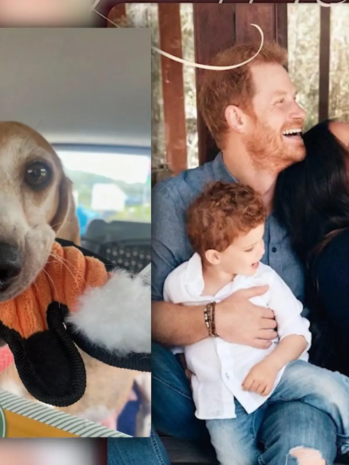 Bild zu: "Meghan und Harry retten Hündin"