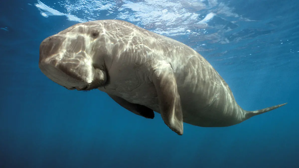 Nov 07, 2007 - Thornbury, Victoria, Australia - PICTURED: Dugong (Dugong dugong). +++(c) dpa - Report+++