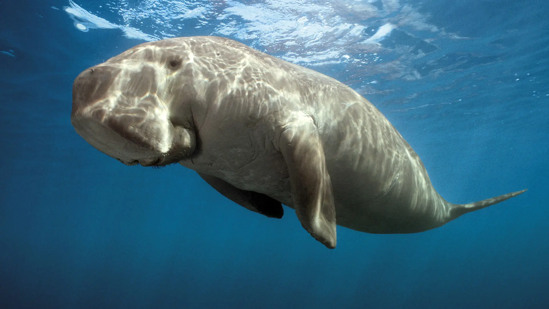 Nov 07, 2007 - Thornbury, Victoria, Australia - PICTURED: Dugong (Dugong dugong). +++(c) dpa - Report+++