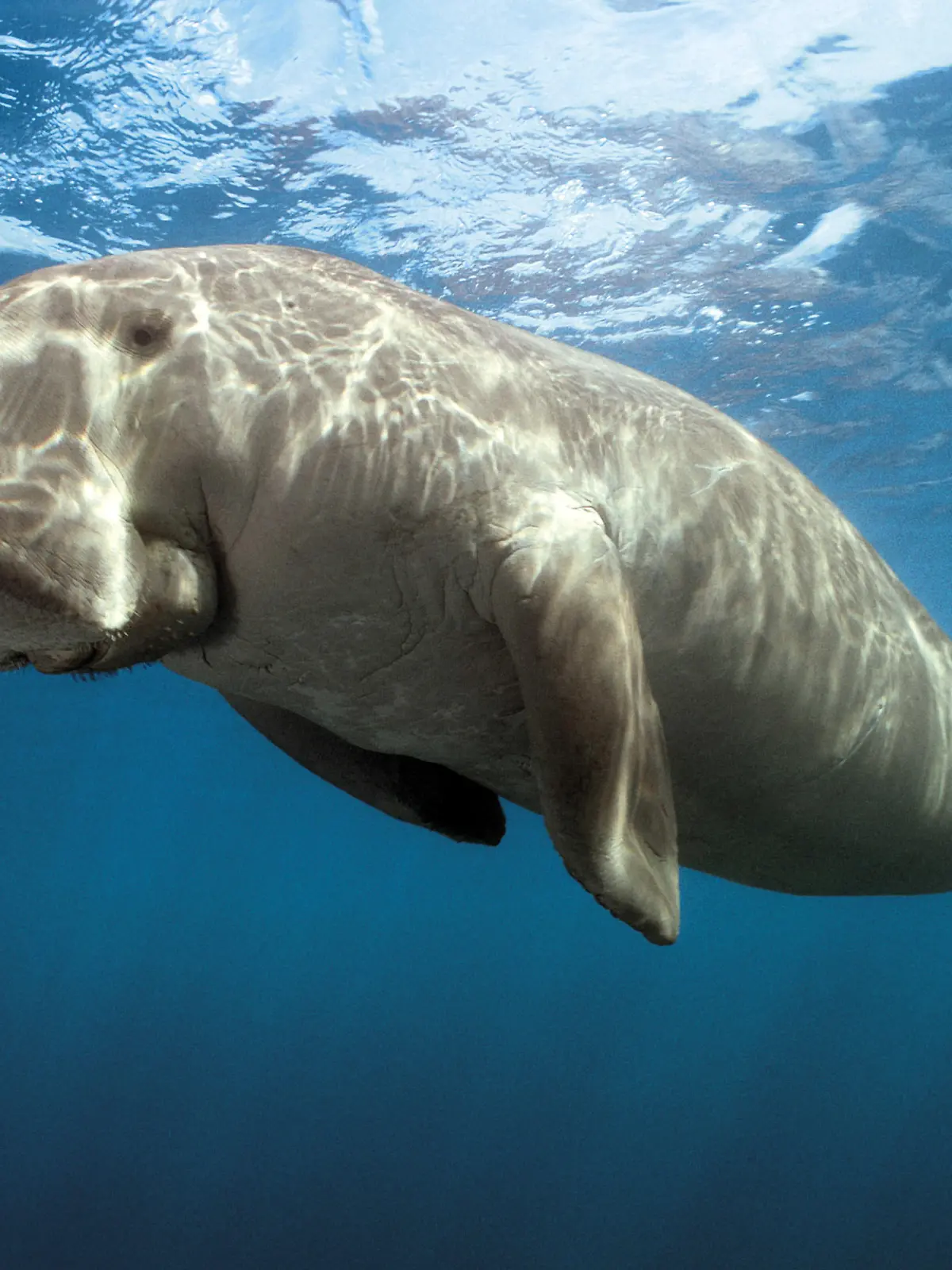 Nov 07, 2007 - Thornbury, Victoria, Australia - PICTURED: Dugong (Dugong dugong). +++(c) dpa - Report+++