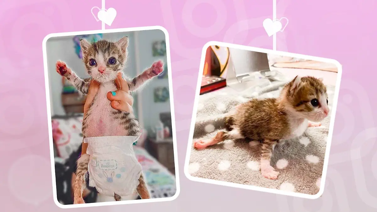 Katze Aoife mit Windel.