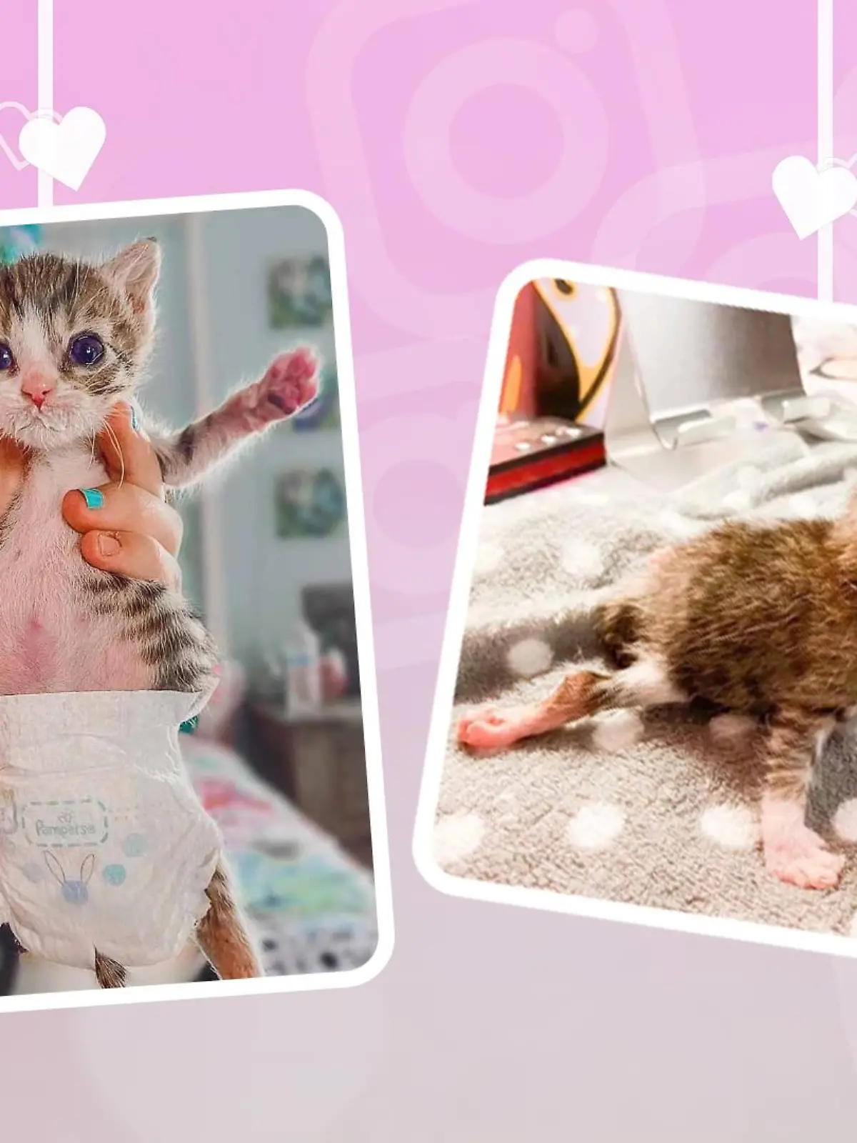 Katze Aoife mit Windel.