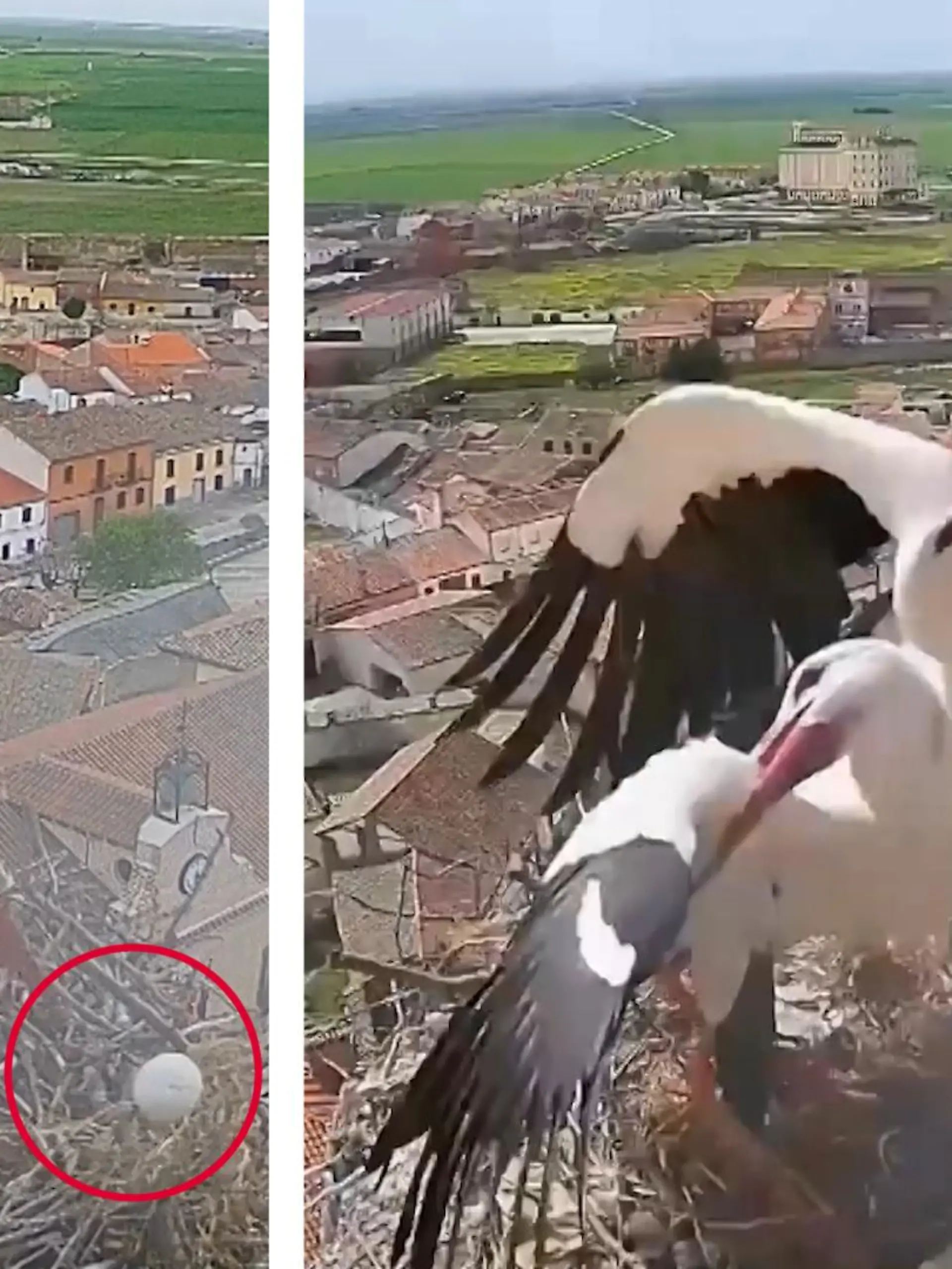 Als ein eifersüchtiges Storchen-Männchen das Nest eines Weißstorchpaares angreift, kennt die Mutter keine Gnade. Sie verteidigt ihr Nest bis zum bitteren Ende. Ob sie ihre Eier retten kann, erfahrt ihr im Video.
