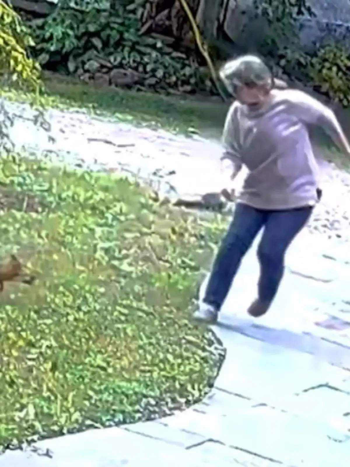 Die ehemalige Rentnerin Sherri Russo aus Caroline (US-Bundesstaat New York) genießt ihren Garten, als plötzlich unvermittelt ein Fuchs angreift.