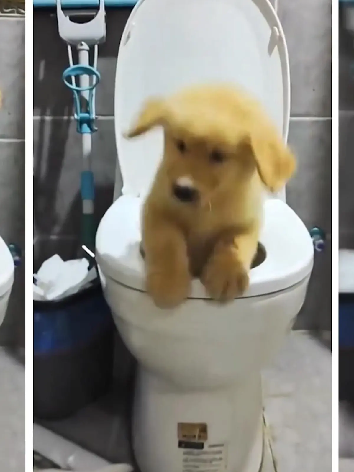 Nein, Toiletten sind einfach nicht für Hunde konzipiert! Das Frauchen dieses Golden Retrievers wollte ihm beibringen, wie man aufs Zweibeiner-Klo geht – doch das ging nach hinten – äh, nach unten los! Wir zeigen die witzige Aufnahme im Video.