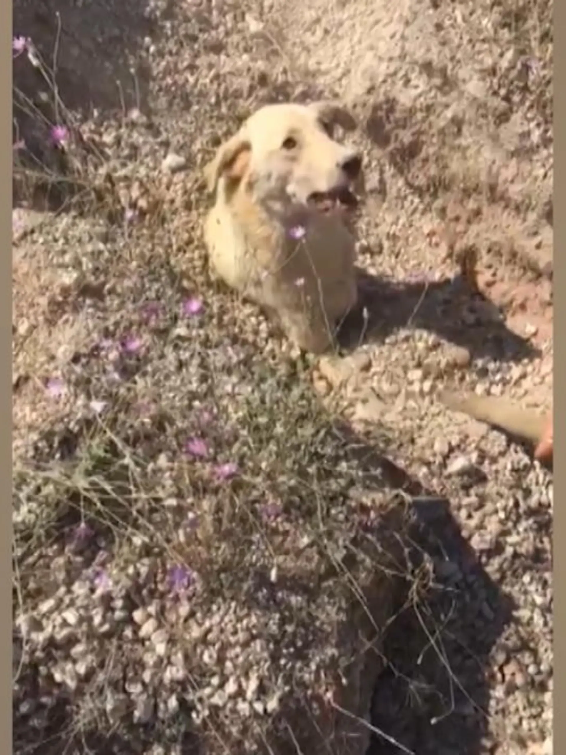 Als Tierarzt Soner Büyümez dem verzweifelten Ruf eines Tieres folgt, traut er seinen Augen nicht. Eine Hunde-Mama, halb verschüttet von Geröll fleht hier um sein Leben. Er befreit das Tier mit einer Schaufel - doch damit ist die Geschichte noch nicht zu Ende.