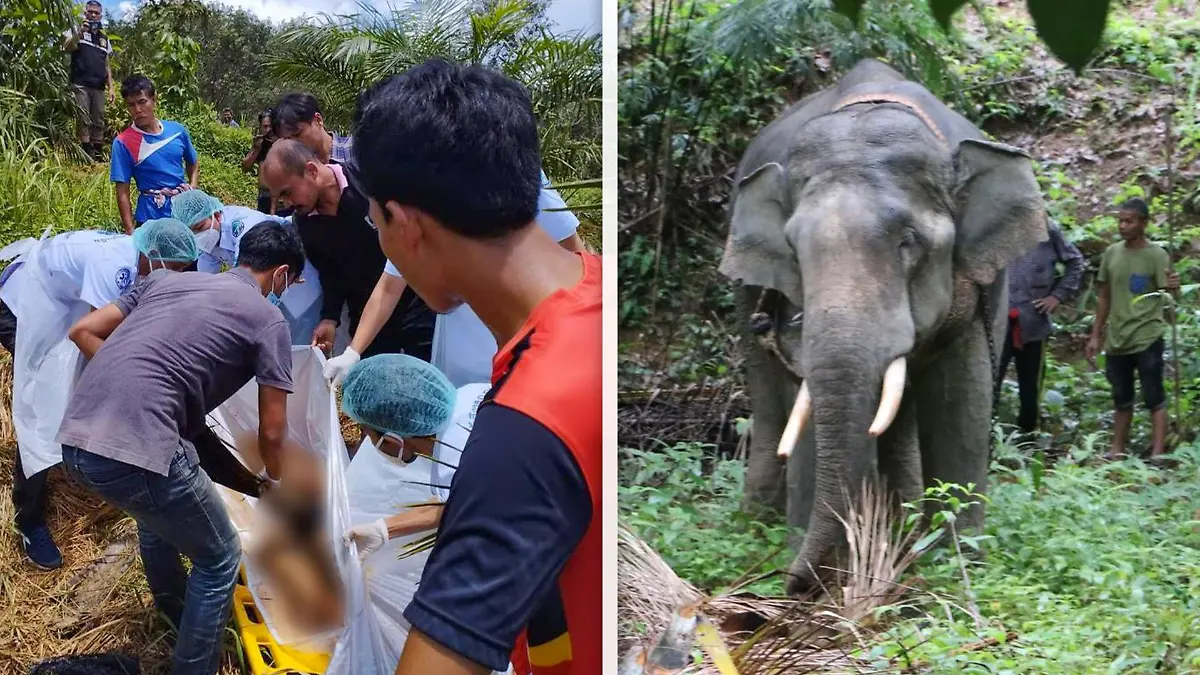 Thailand: Ein Elefant hat sein Führer aufgeschlitzt, nachdem er vier Tage bei großer Hitze Holz schleppen musste
