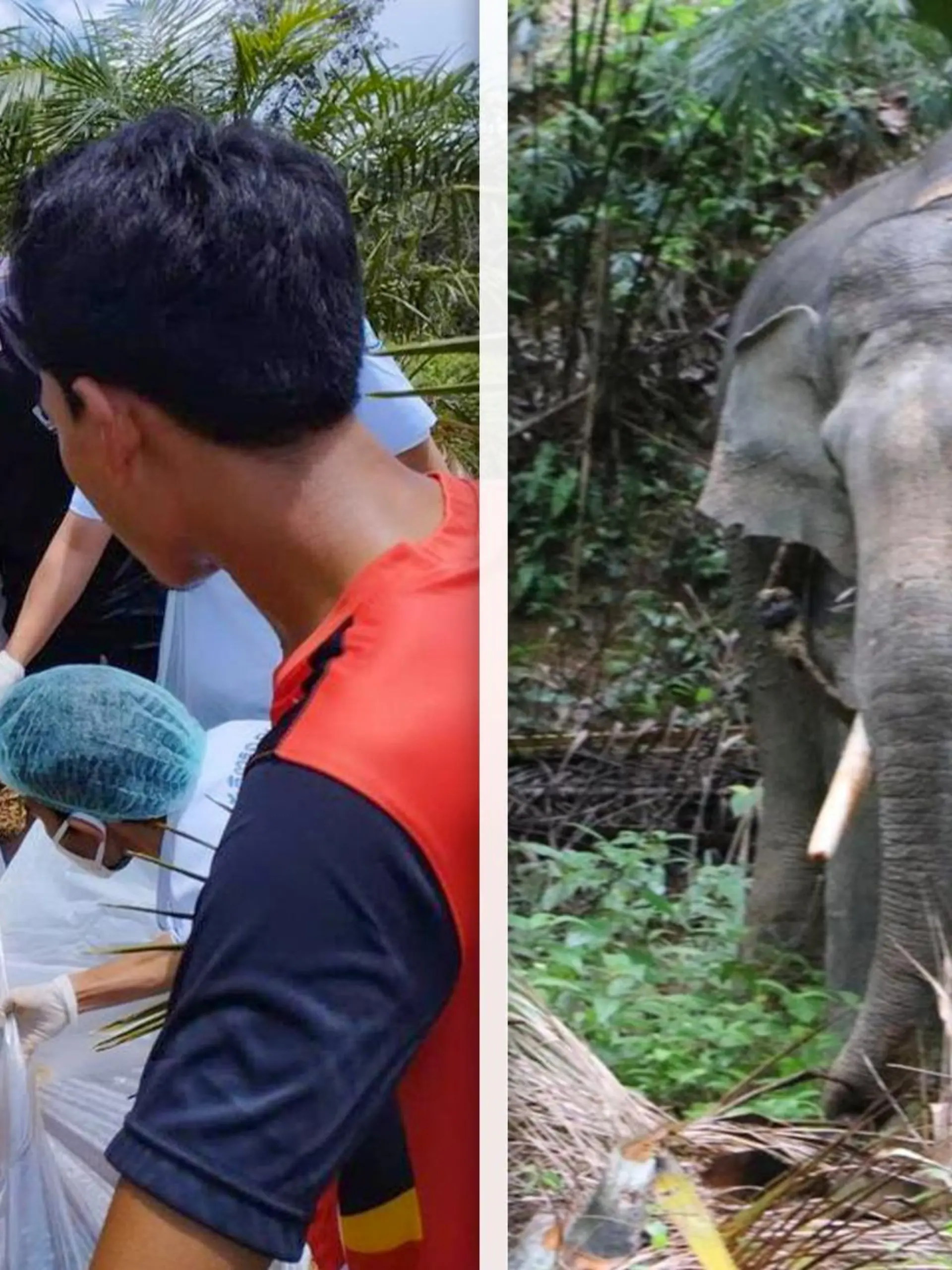 Thailand: Ein Elefant hat sein Führer aufgeschlitzt, nachdem er vier Tage bei großer Hitze Holz schleppen musste