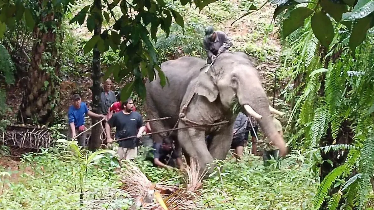 An overworked elephant ripped apart its owner after being forced to carry heavy logs under the scorching heat in Thailand.

The 20-year-old male jumbo Pom Pam had been working at a rubber plantation for four days straight before the incident happened in Phang Nga province.

The elephant reportedly became irritated and gored caretaker Supachai Wongtin, 32, when he forced him to carry the heavy logs despite the hot 32 degrees Celsius weather on August 17.  PHOTOS  PACKAGE: Video, text, photos