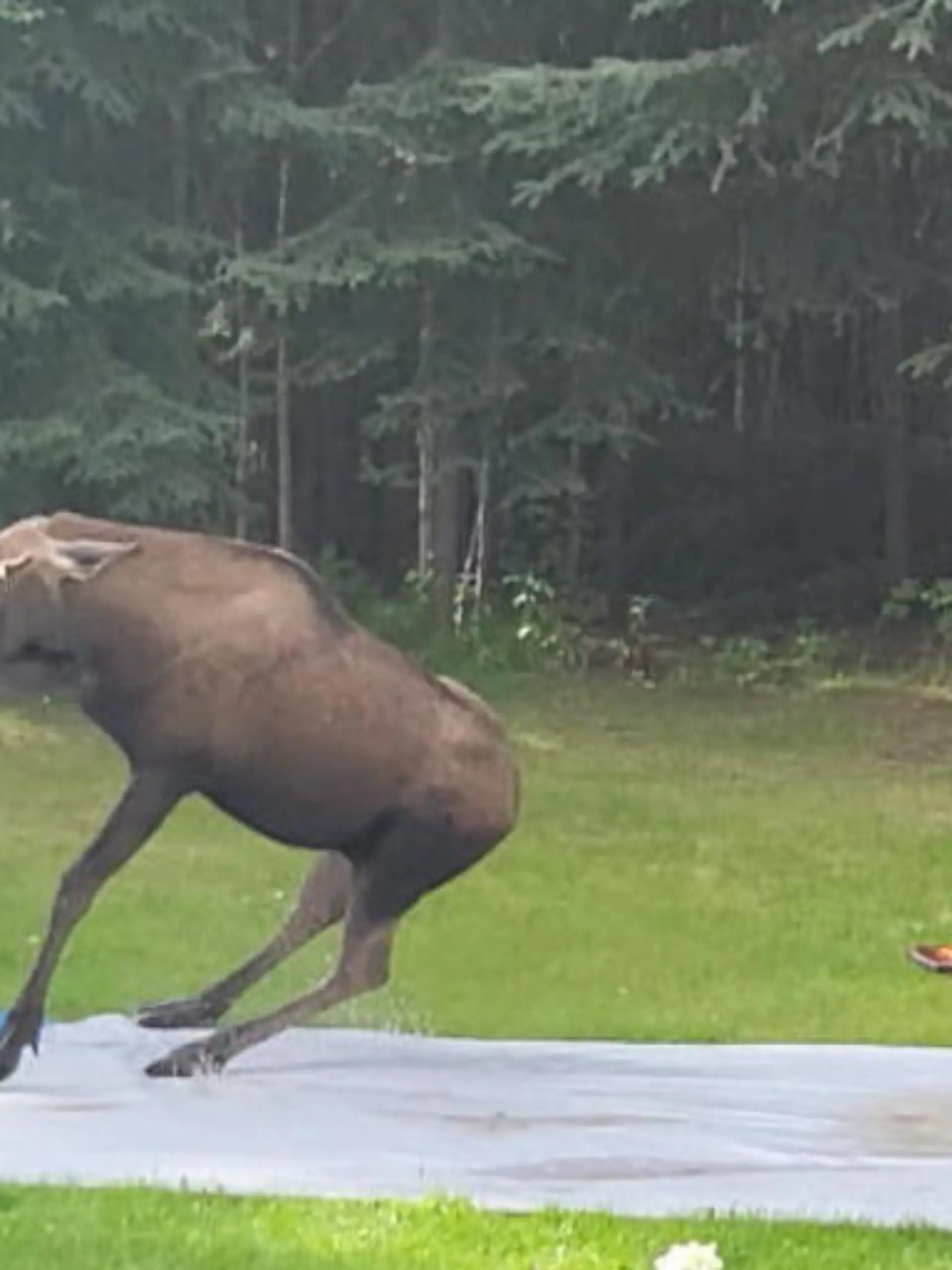 Da staunen die Haus-Besitzer als sie in North Pole (USA) in ihren Garten schauen: Ein junger Elch planscht auf ihrer Wasserrutsche! Das Tier lässt es sich richtig gut gehen und genießt die Abkühlung - das sehen Sie im Video.