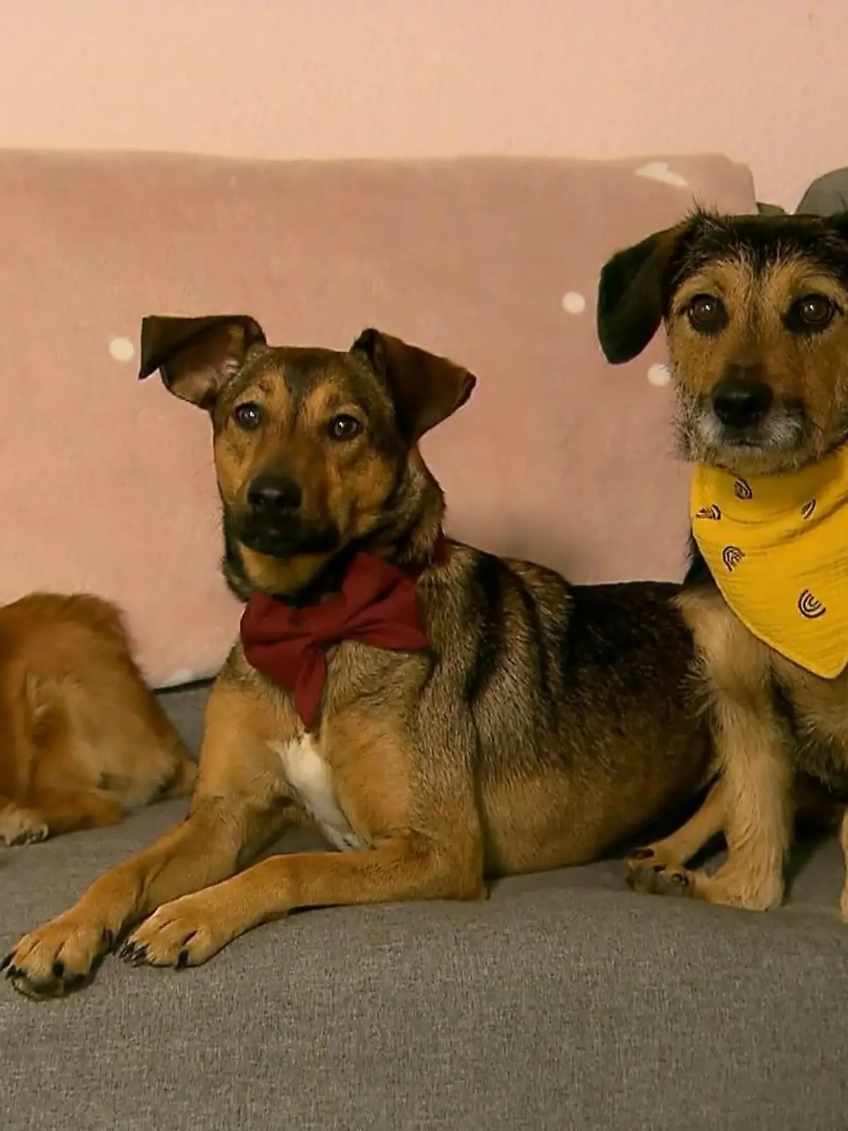 Da muss man wirklich zweimal hinhören. Hunde können vor Glück weinen . Das haben japanische Forscher nun herausgefunden.