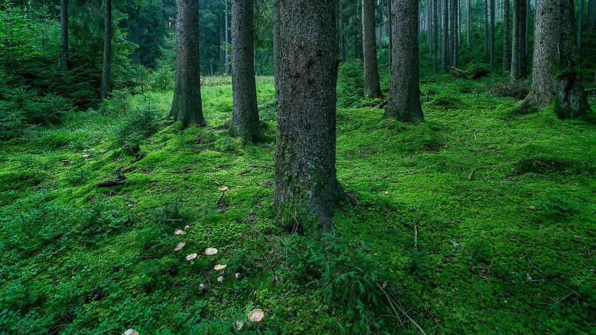 Rotfichte, Rot-Fichte (Picea rubens), Blick in einen natuerlichen Fichtenwald mit moosbedecktem Waldboden und Pilzen, Deutschland, Bayern, Ammergauer Alpen | red spruce (Picea rubens), natural spruce forest with moss covered forest floor and mushrooms, Germany, Bavaria, Ammergauer Alpen