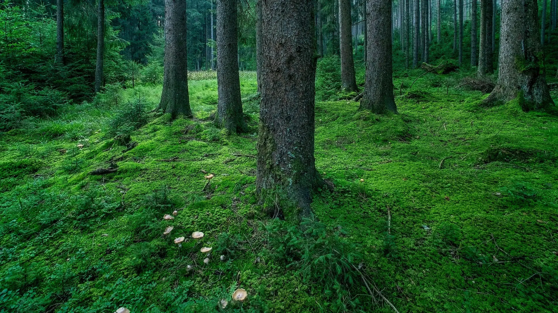 Rotfichte, Rot-Fichte (Picea rubens), Blick in einen natuerlichen Fichtenwald mit moosbedecktem Waldboden und Pilzen, Deutschland, Bayern, Ammergauer Alpen | red spruce (Picea rubens), natural spruce forest with moss covered forest floor and mushrooms, Germany, Bavaria, Ammergauer Alpen