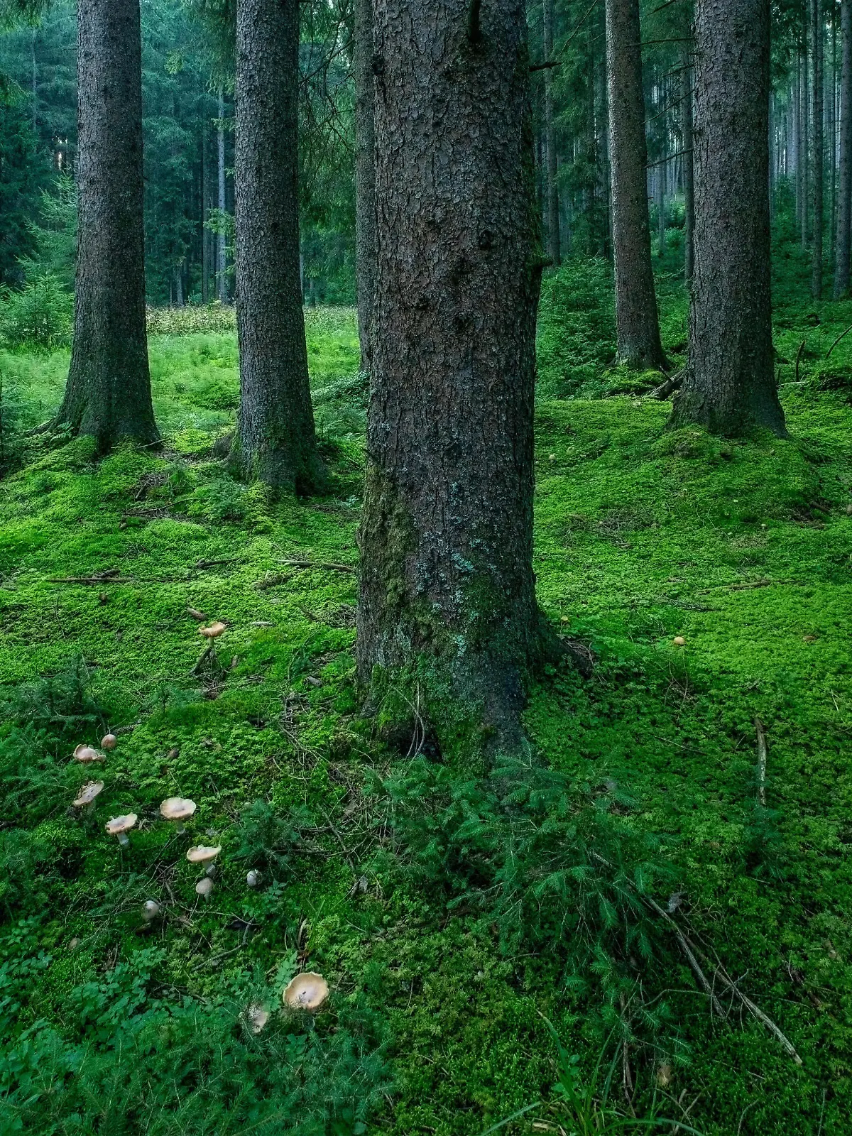 Rotfichte, Rot-Fichte (Picea rubens), Blick in einen natuerlichen Fichtenwald mit moosbedecktem Waldboden und Pilzen, Deutschland, Bayern, Ammergauer Alpen | red spruce (Picea rubens), natural spruce forest with moss covered forest floor and mushrooms, Germany, Bavaria, Ammergauer Alpen