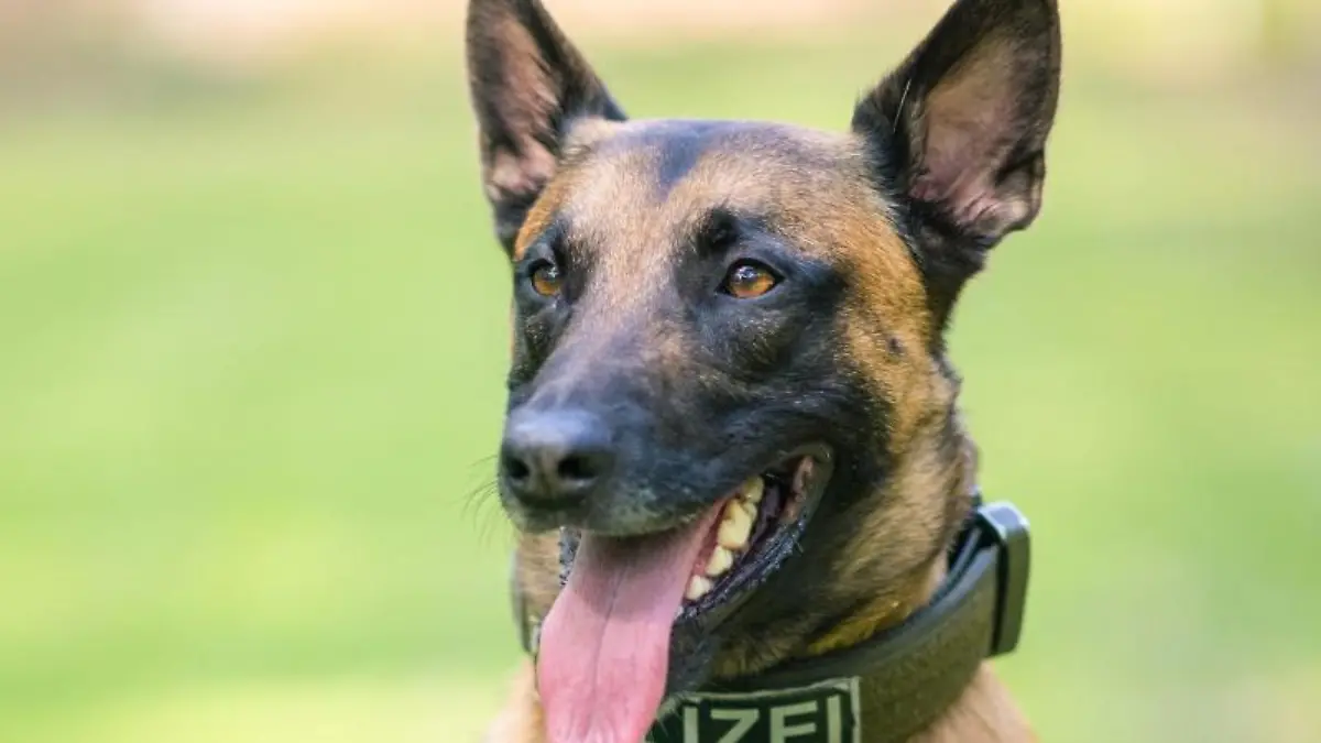 Ein belgischer Schäferhund der Polizei
