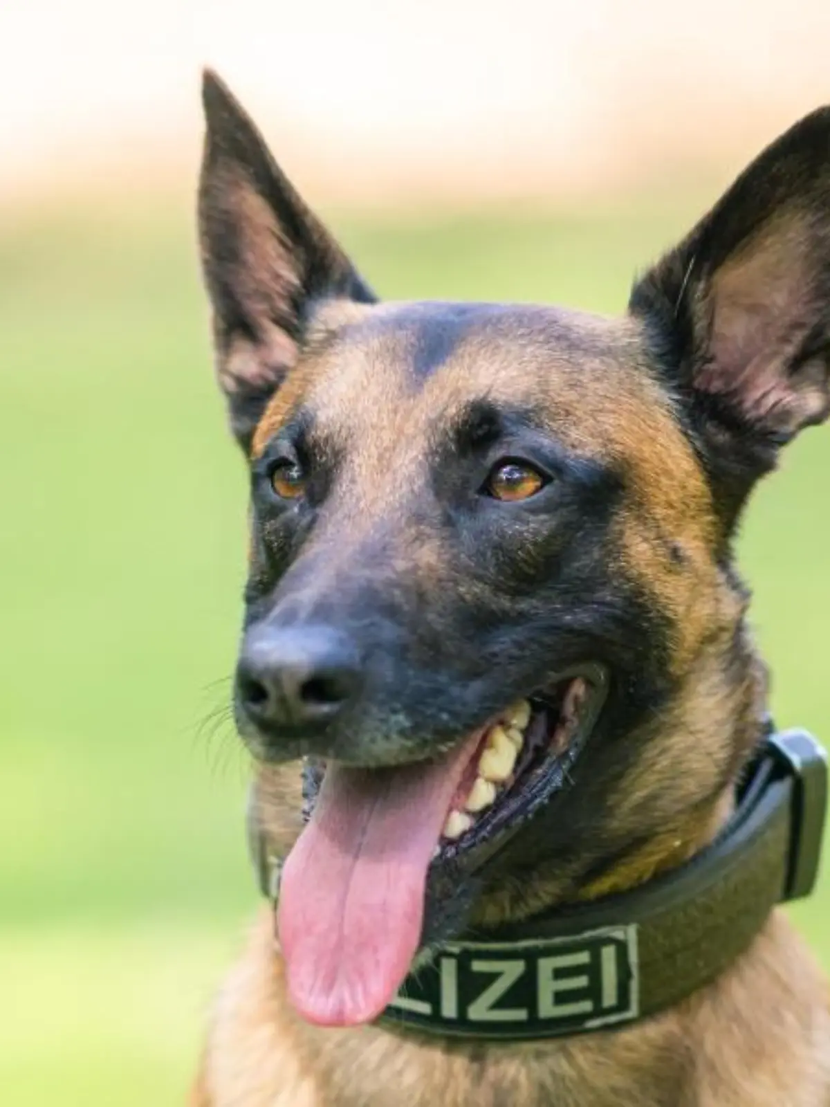 Ein belgischer Schäferhund der Polizei