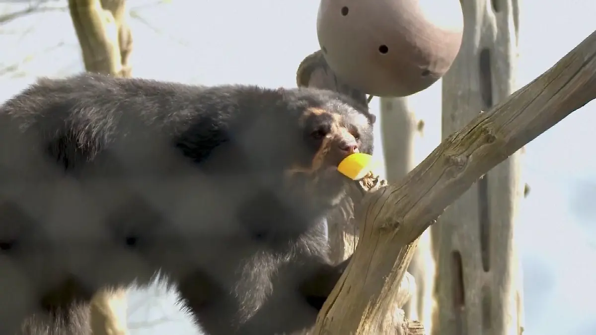 Brillenbären Bernie im Zoo von Chester