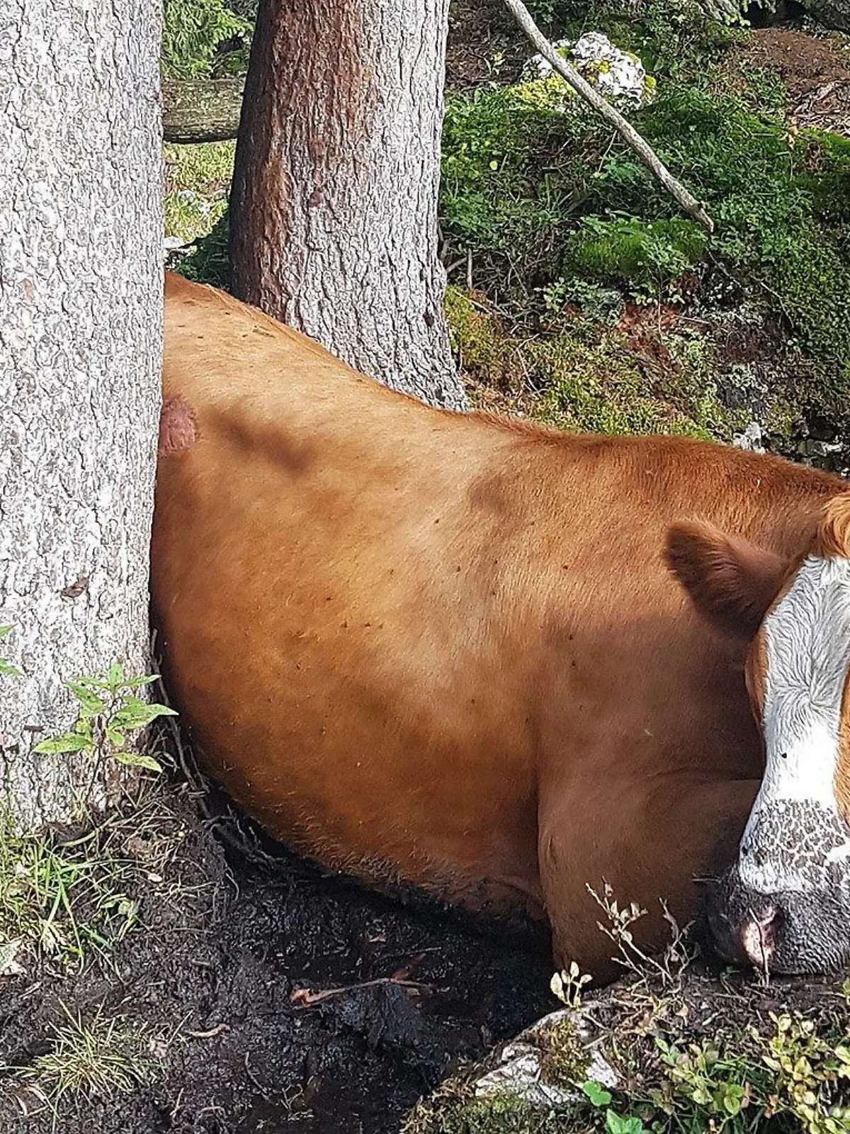 Die Bergretter aus Bad Reichenhall konnten sie befreien.