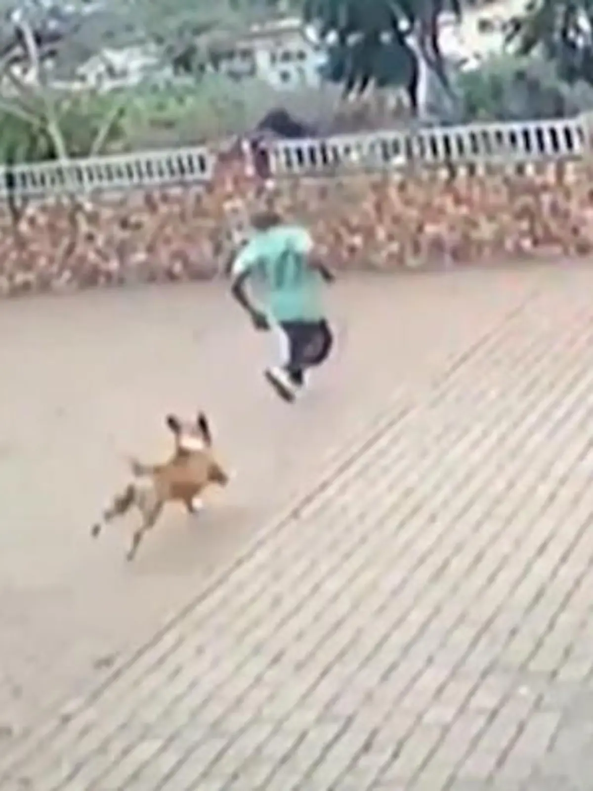 Bild zu: "Hund schlägt fünf Diebe in die Flucht"
