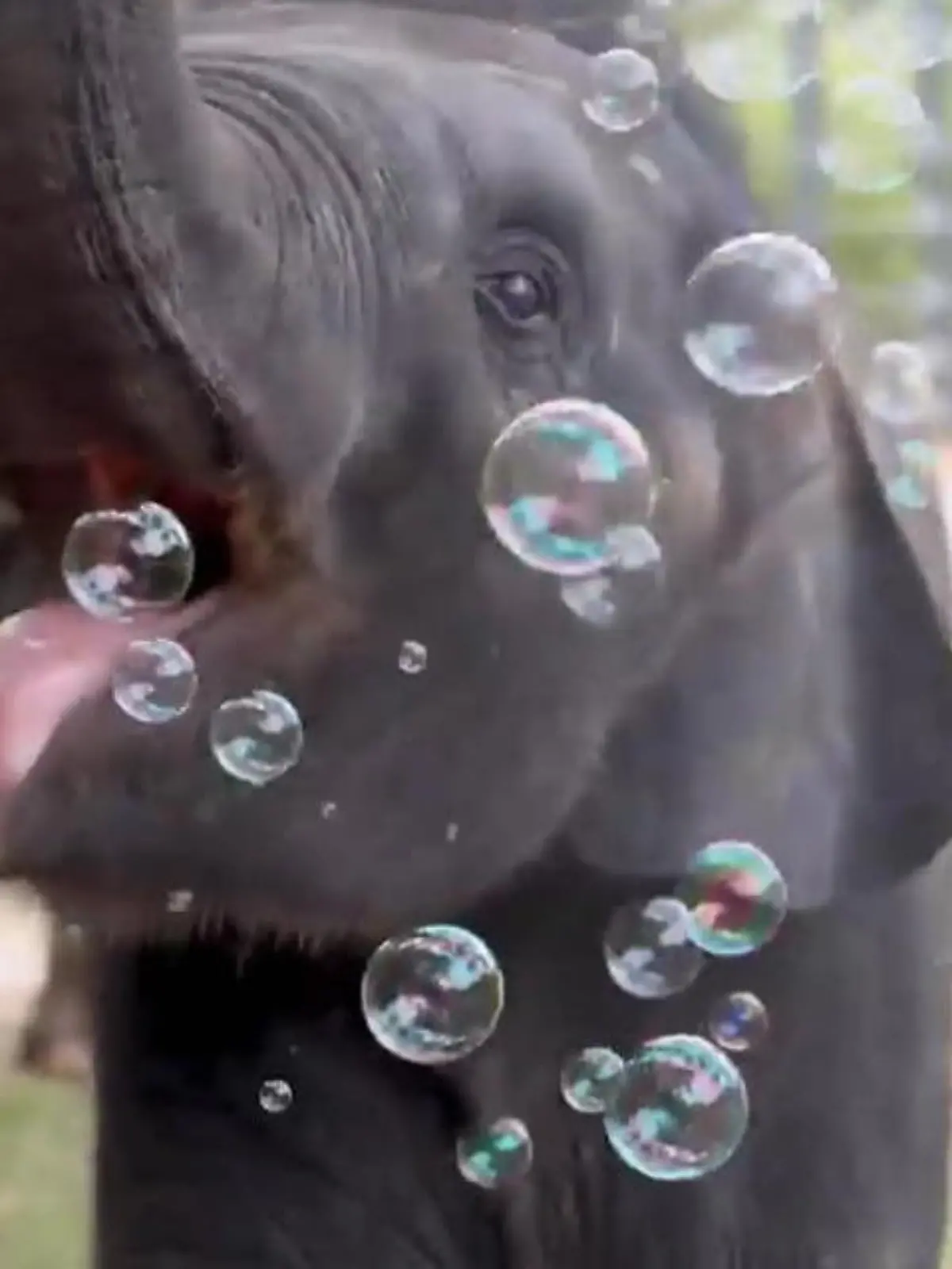 Der kleine Baby-Elefant Brazos aus dem Fort Worth Zoo in Texas begeistert die Menschen! Der zehn Monate alte Elefant spielt mit den Seifenblasen - am liebsten würde er sich jede einzelne schnappen! Seine süße Seifenblasen-Aktion sehen Sie im Video.