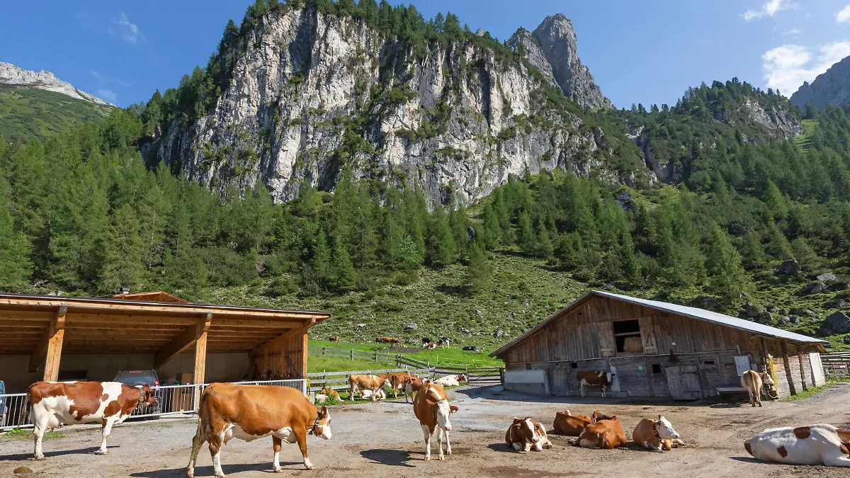 Fleckvieh auf einer Alm auf der Axamer Lizum in Tirol, Österreich