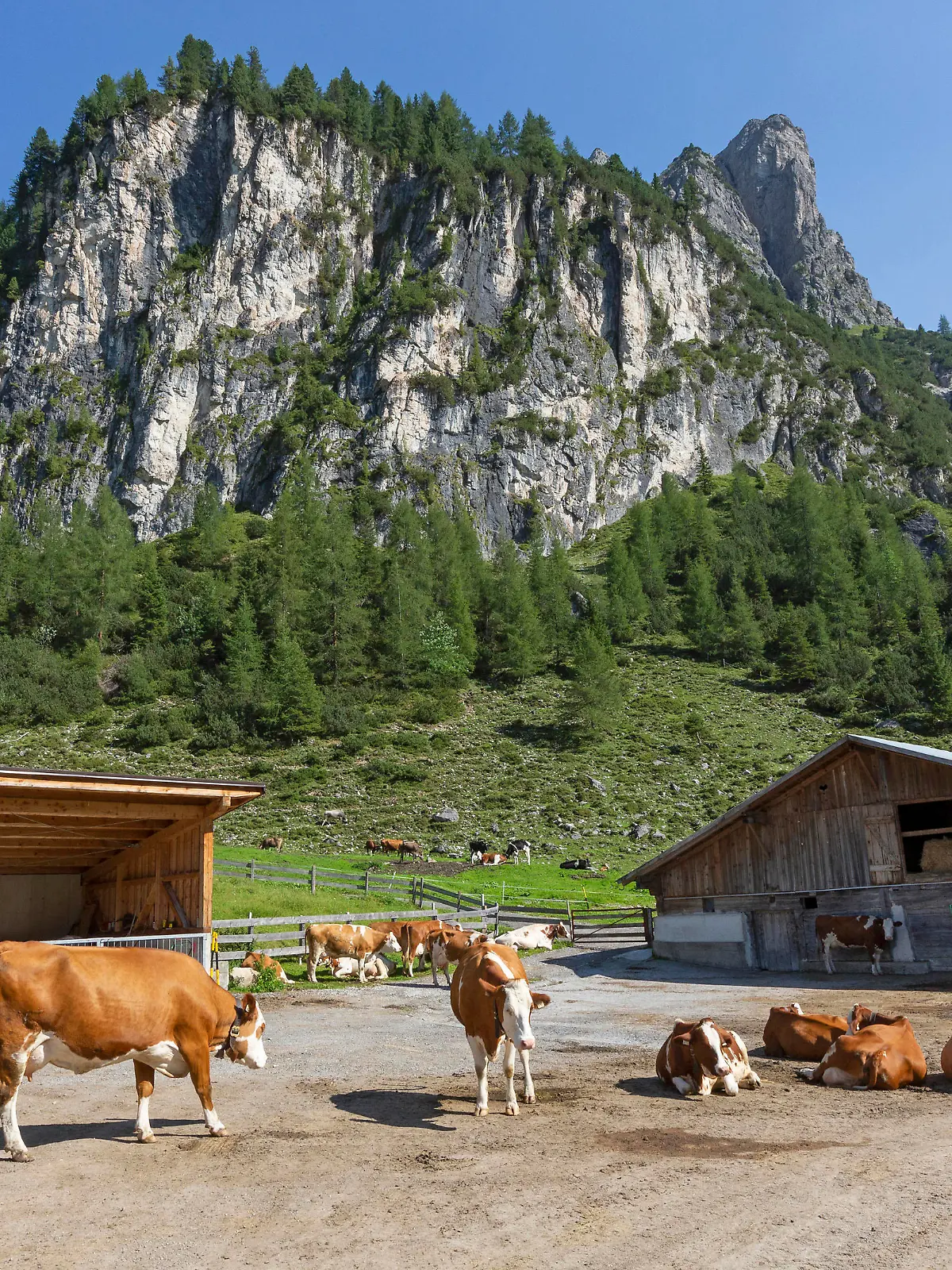 Fleckvieh auf einer Alm auf der Axamer Lizum in Tirol, Österreich