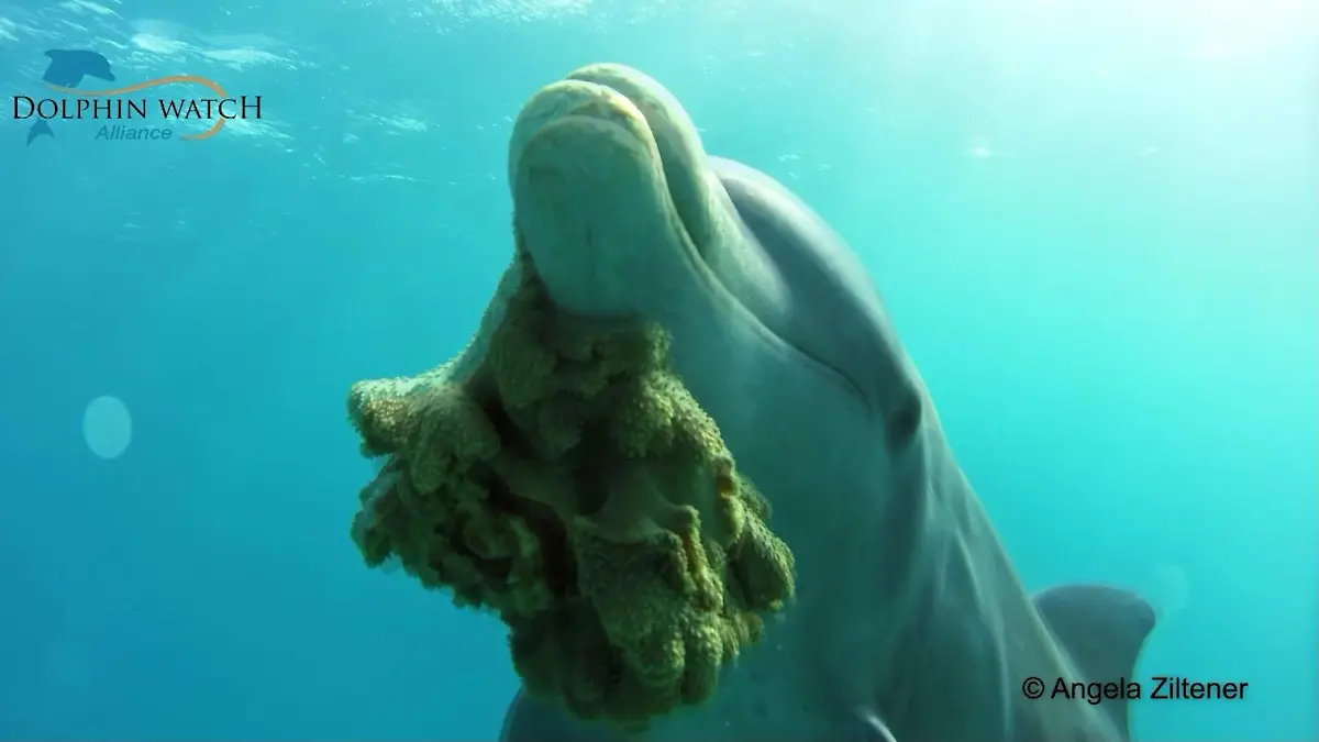 Delfin mit Koralle