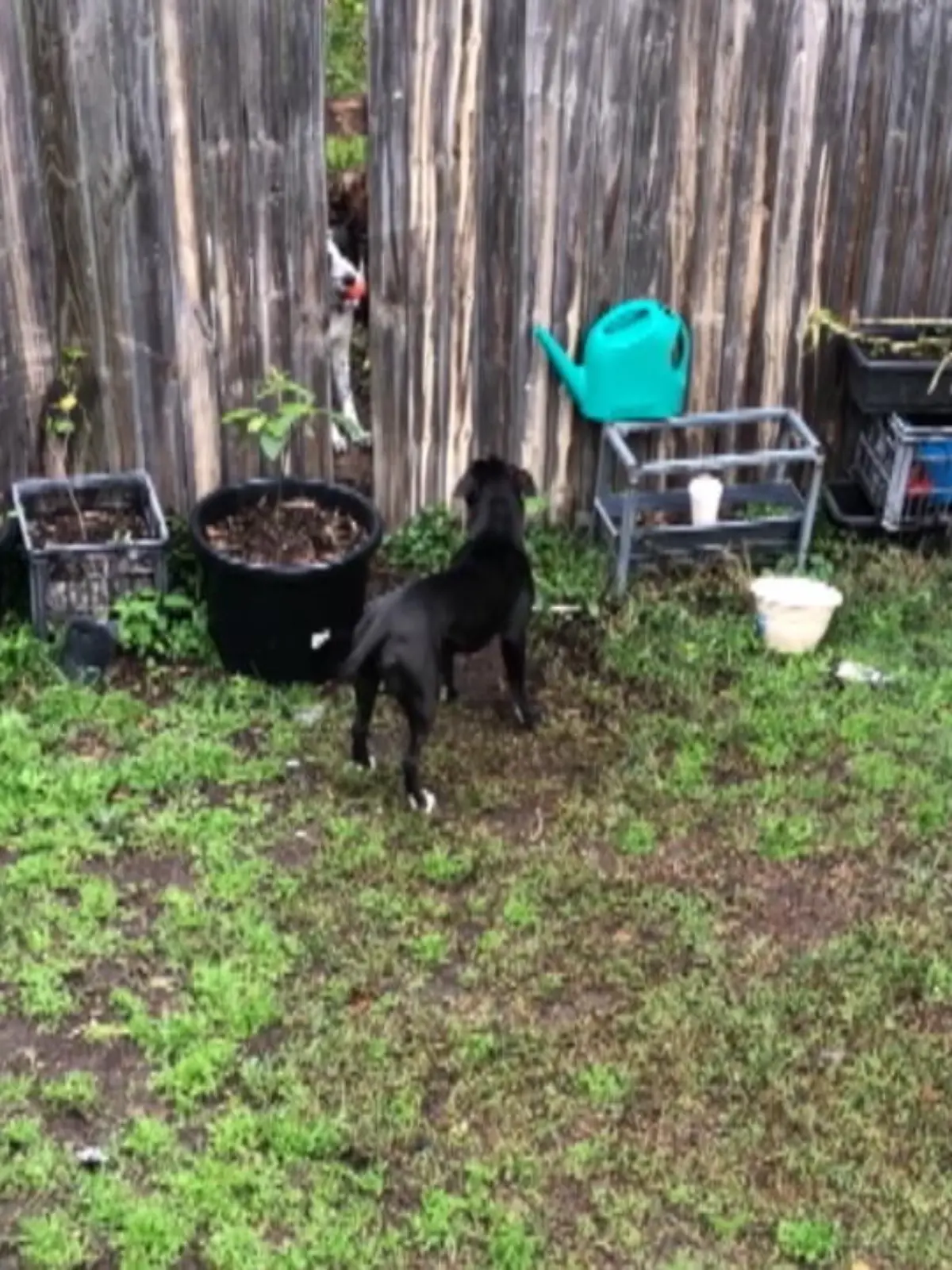 Wie süß ist das denn? Erst glaubt der schwarze Hund Cesar aus Brisbane in Australien, dass sein Ball verloren ist. Denn Herrchen hat ihn – aus Versehen – über den Zaun geschleudert und die weiße Nachbarshündin hat sich das heiß begehrte Spielzeug sofort geschnappt.