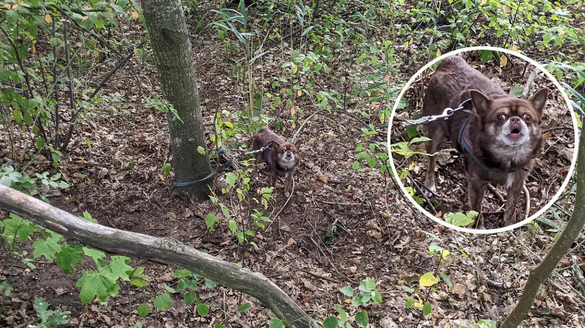 Brandenburg: Hund wie Müll entsorgt