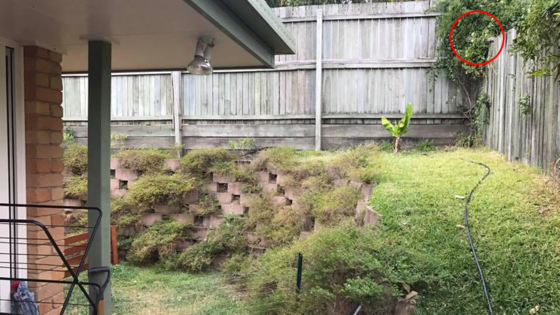 Photos of a snake hiding in a garden in Australia.

Sunshine Coast Snake Catchers in Australia were called in after the reptile was spotted lurking amid the shrubs 