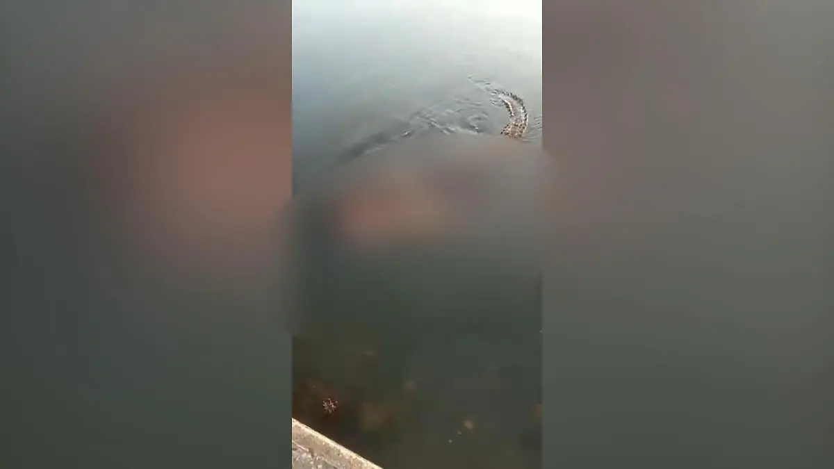 Krokodil tötet Schwimmer und trägt ihn durch Lagune Verbotsschilder ignoriert