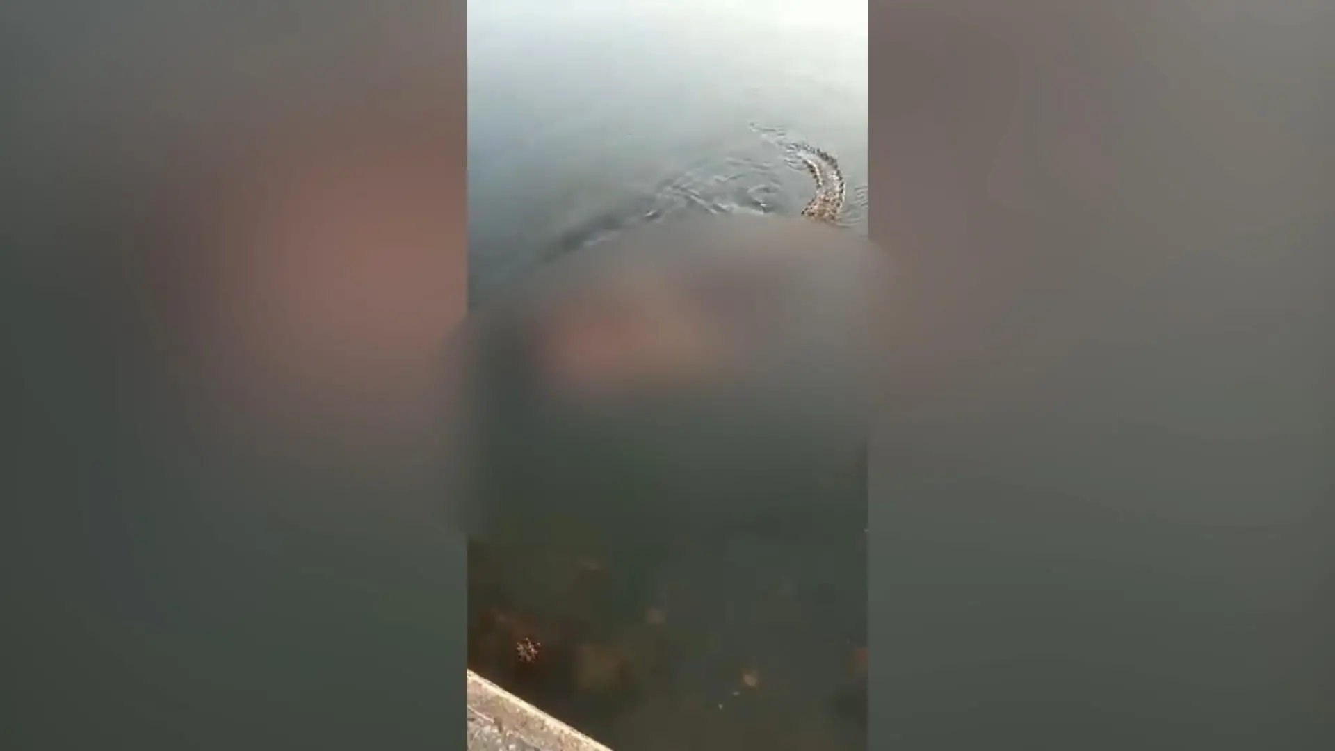 Krokodil tötet Schwimmer und trägt ihn durch Lagune Verbotsschilder ignoriert