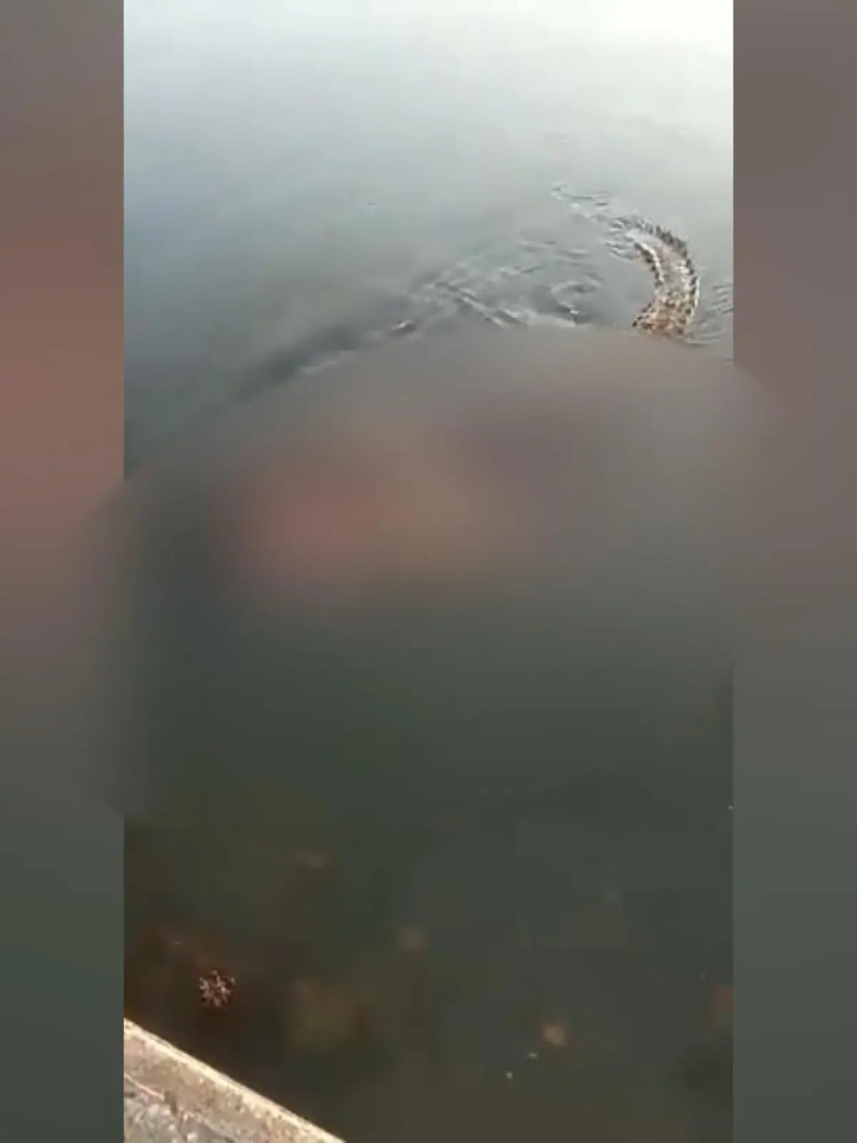 Diese Besucher der Laguna del Carpintero in Mexiko wollen eigentlich Schildkröten beobachten - doch plötzlich kommt ein Krokodil angeschwommen. Dann der Schock: Das etwa zwei Meter lange Reptil hat offenbar unmittelbar zuvor einen Menschen getötet. Mit der männlichen Leiche im Maul schwimmt die Lagune entlang. Wie die örtliche Polizei mitteilte, habe der getötete Mann Warnschilder ignoriert, die vom Schwimmen in der Lagune abraten. Die Laguna del Carpintero am Golf von Mexiko ist berüchtigt für regelmäßige Krokodilangriffe, bei denen schon mehrere Menschen zu Tode gekommen sind.