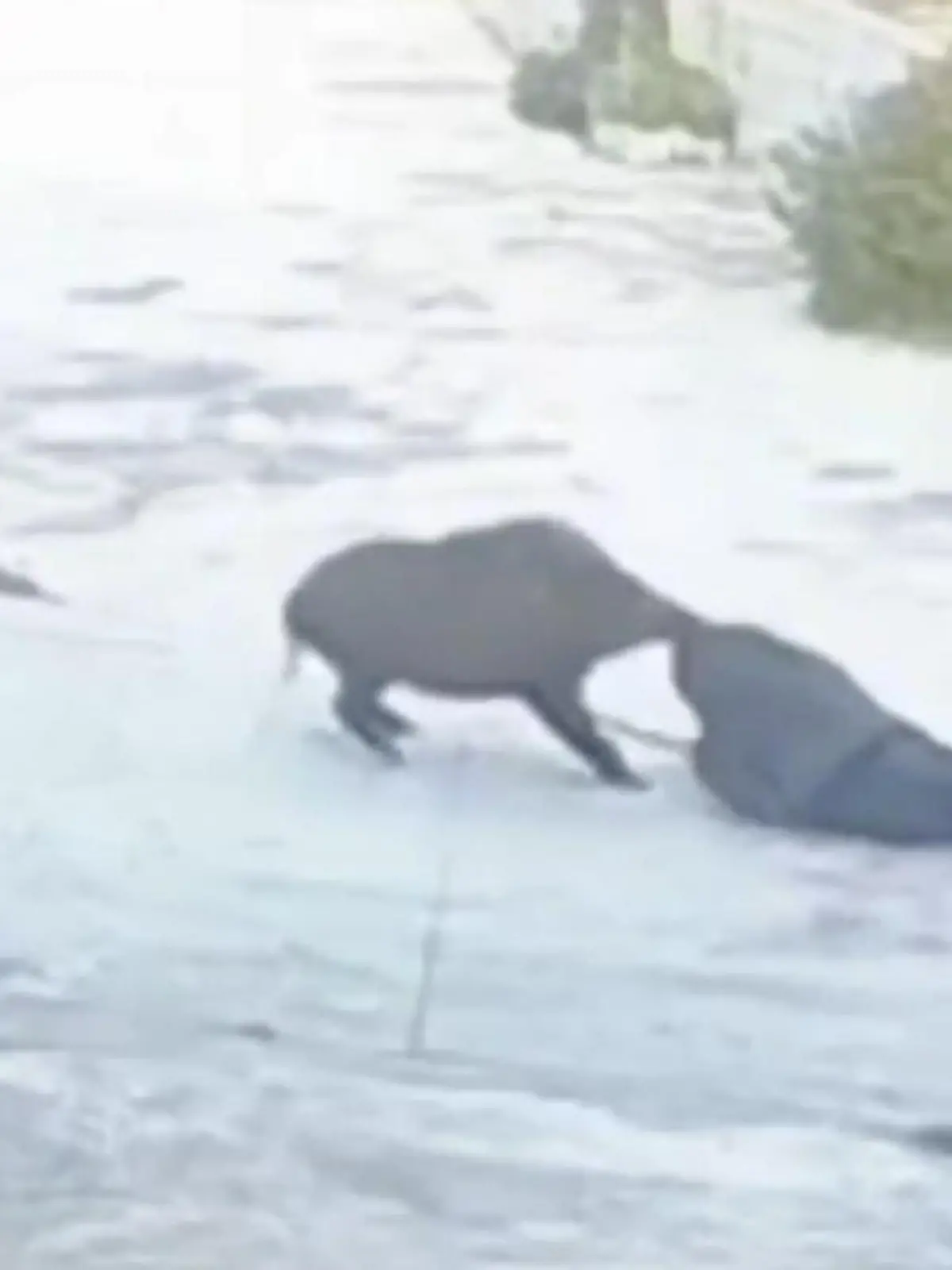 Ein Wildschwein attackiert im Süden Chinas einen älteren, taubstummen Mann. Nachdem das Tier den Anwohner rasend schnell zu Boden gerissen hat, lässt der Eber sein Opfer nicht mehr los. Erst als weitere Dorfbewohner zur Hilfe eilen, schaffen sie es, das Wildschwein in die Flucht zu jagen. Die solidarische Rettungsaktion zeigen wir euch im Video.