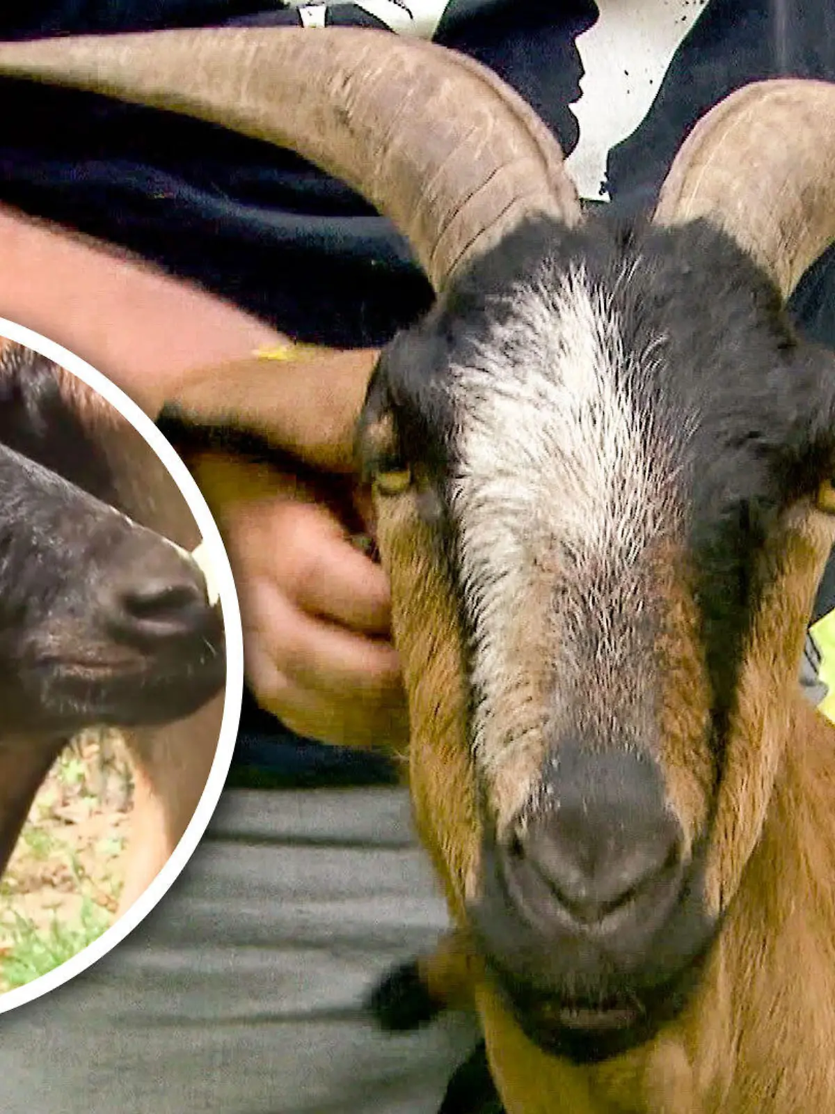 Bild zu: "Diese Ziegen brauchen tierisch Glück! "