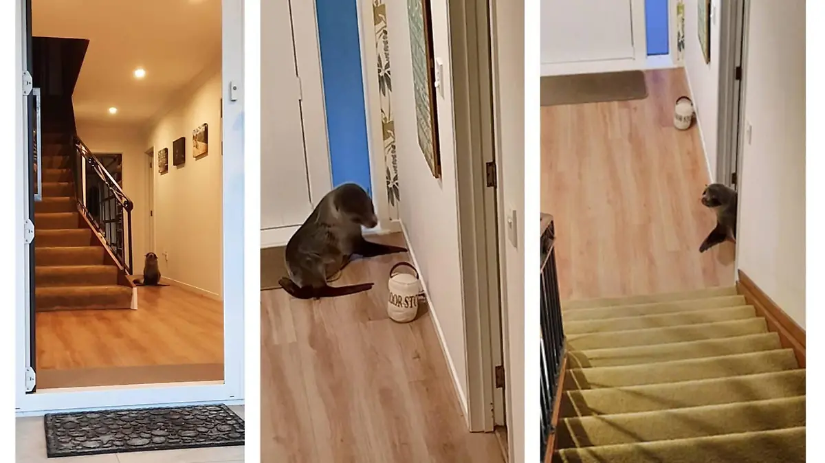Neuseeland: Junge Robbe bricht durch Katzenklappe in Haus ein