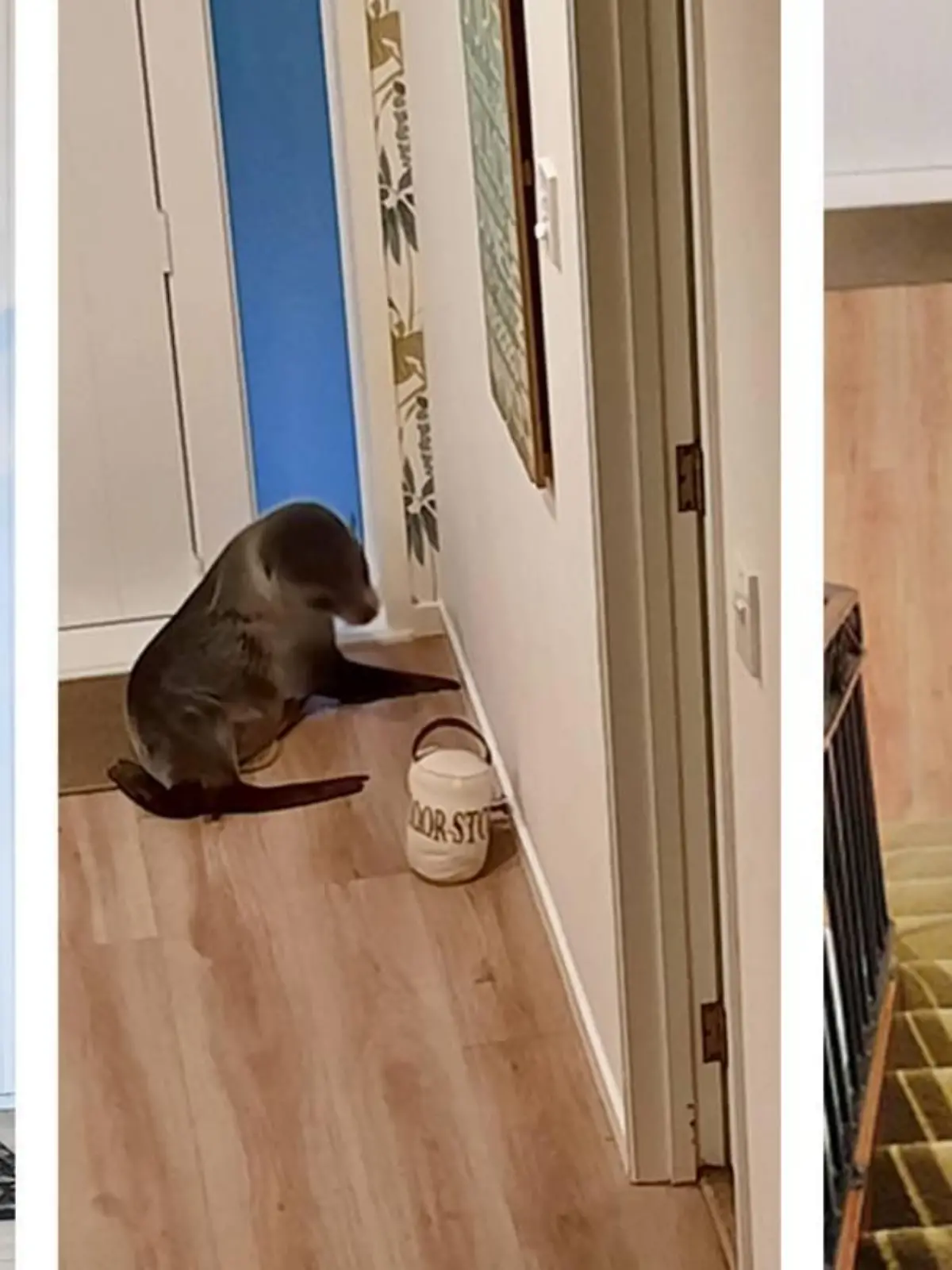 Neuseeland: Junge Robbe bricht durch Katzenklappe in Haus ein