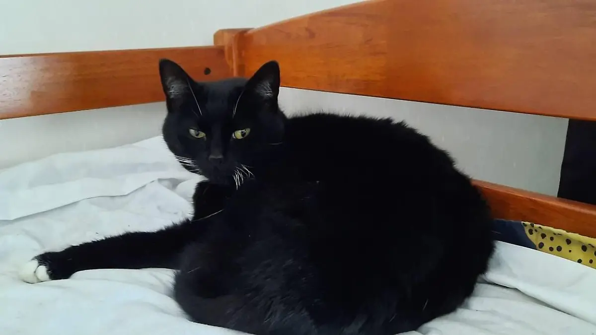 Katze Coco war von dem Besuch der Robbe gar nicht begeistert