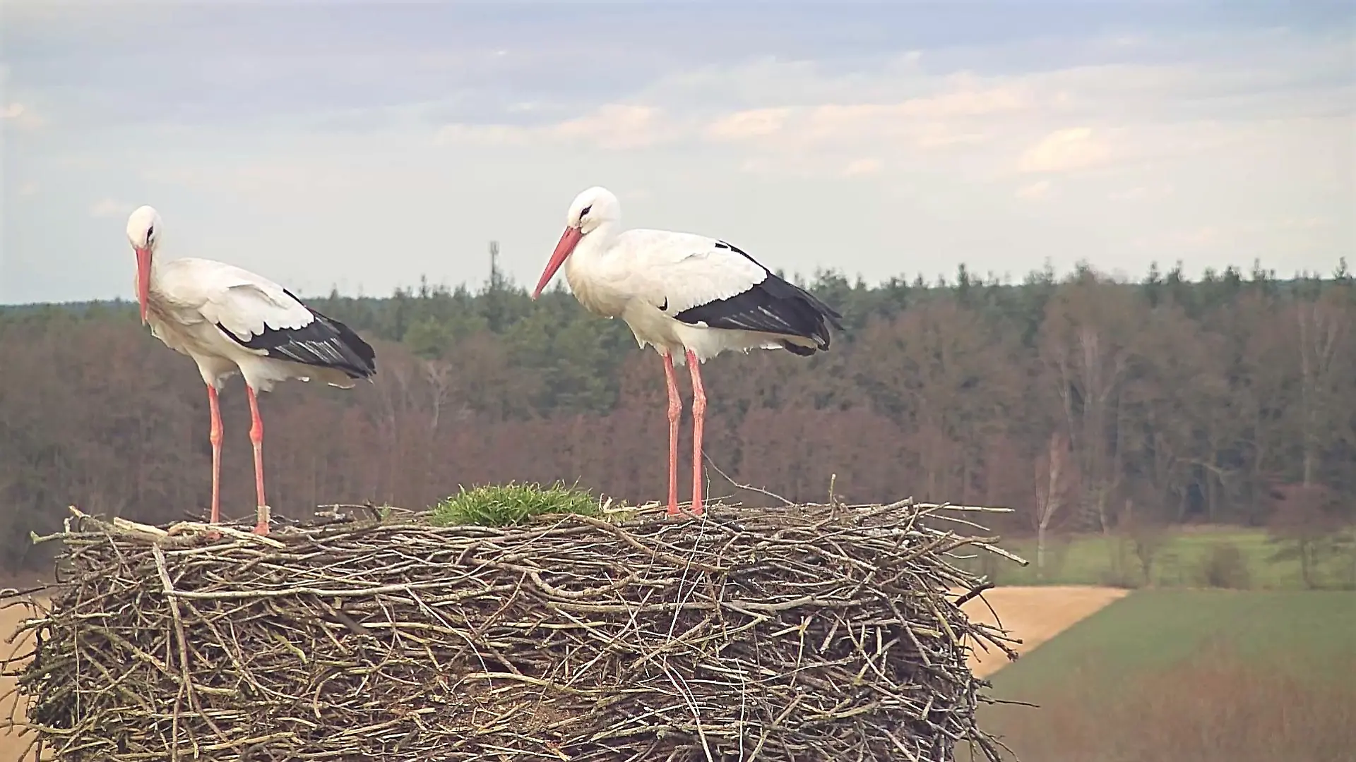 Storche verhungert