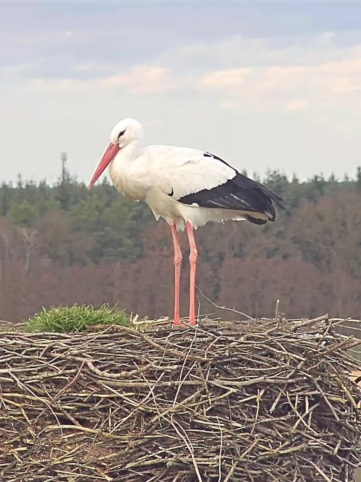 Storche verhungert
