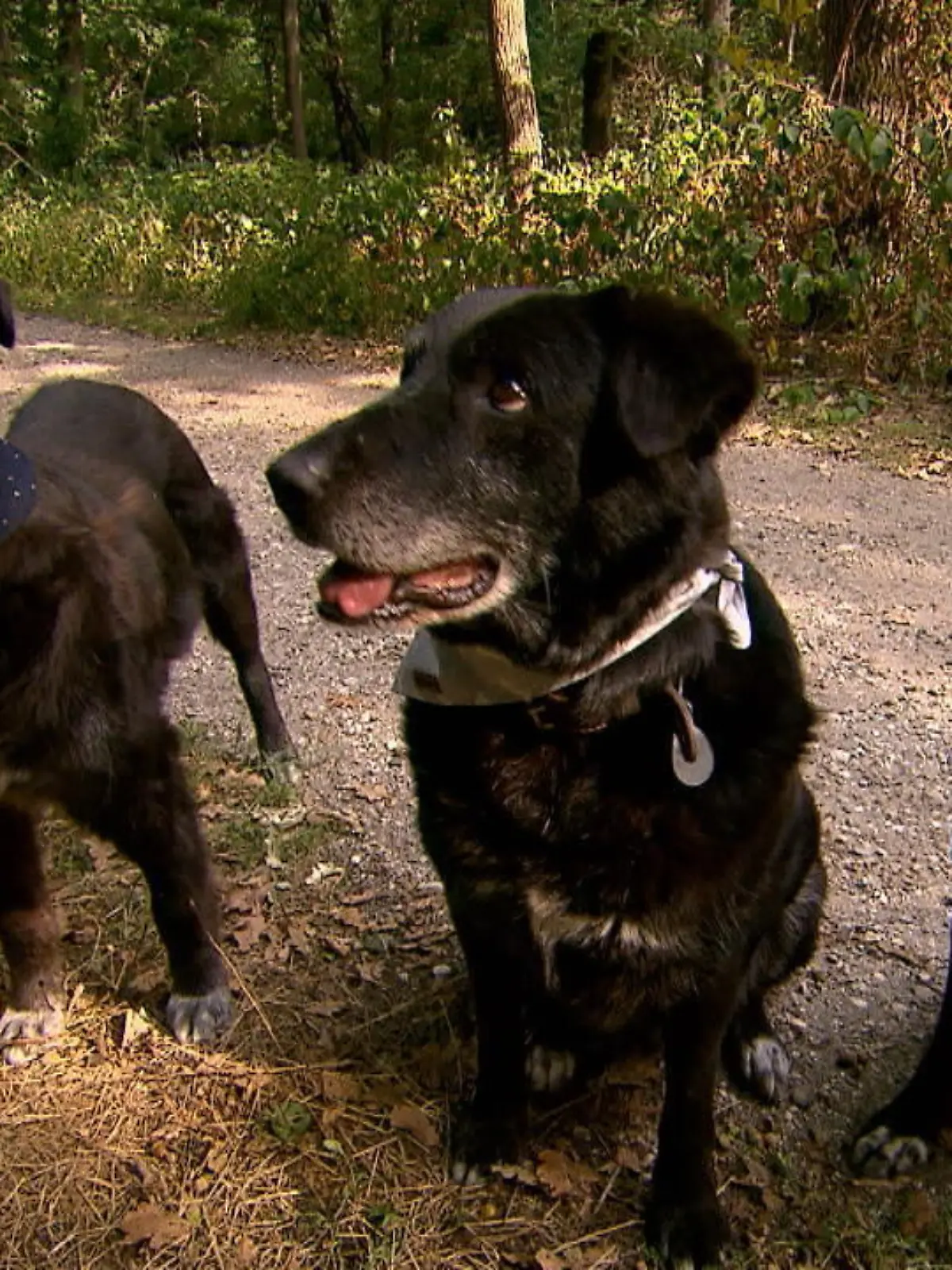 Viele Hunde aus dem Ausland haben Schlimmes erlebt. Die Vierbeiner haben Narben, Verletzungen und andere Spuren von Misshandlungen. Die Bonnerin Johanna Köhler möchte mit ihren Hunde-Accessoires helfen. Sie näht unter anderem für den Tierschutz. Ihre Werke sollen die Hunde nicht nur schmücken: Die bunten Halstücher sollen den Tieren helfen, ein liebevolles Zuhause zu finden. Die 26-jährige designend neben Halstüchern, auch Leckerli-Beutel und Decken. Außerdem können Fliegen für schickere Anlässe gekauft werden.