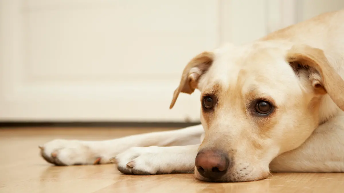 Hund traurig.jpg
